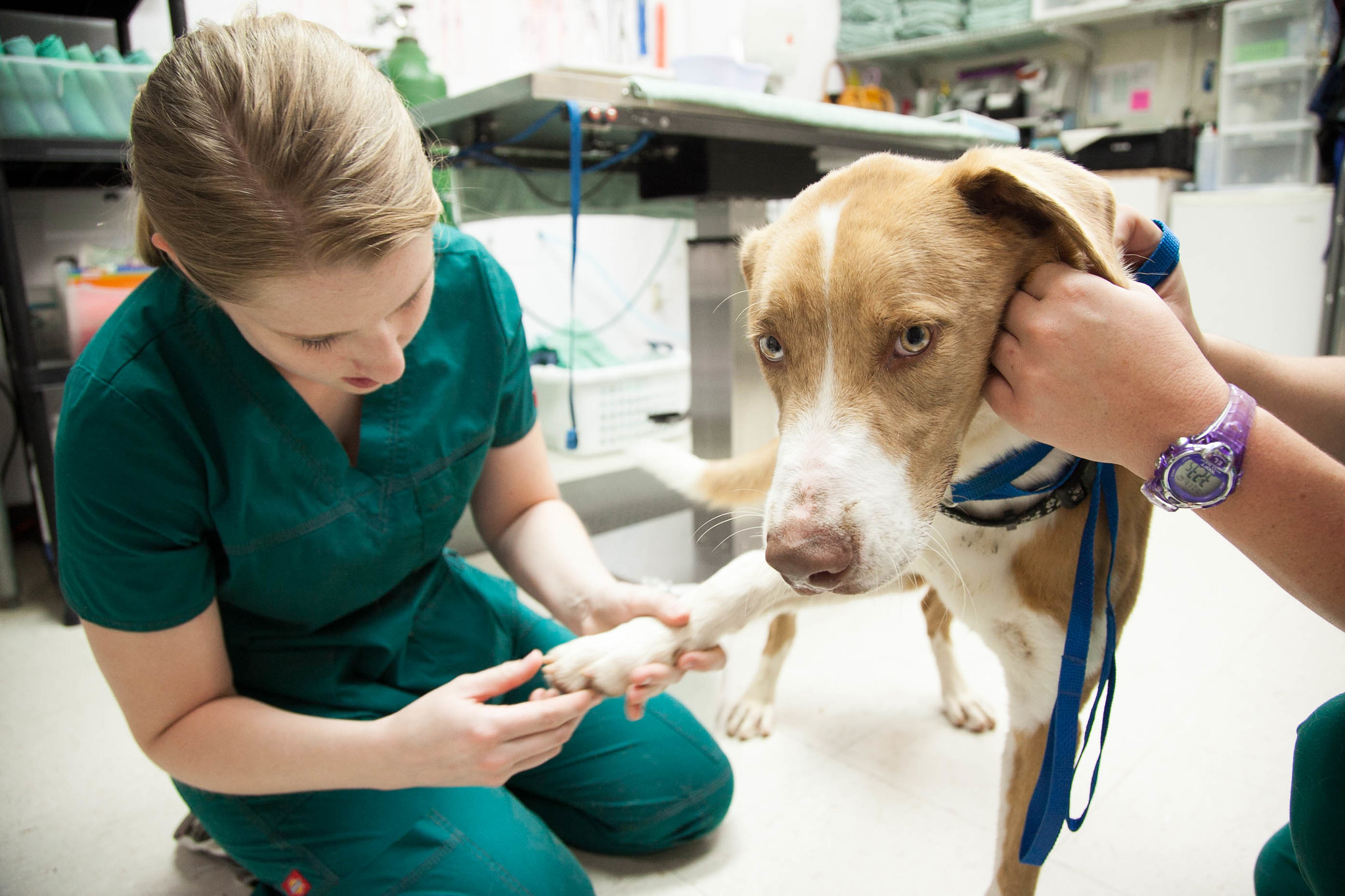 CC Austin Community College Vet Tech Program