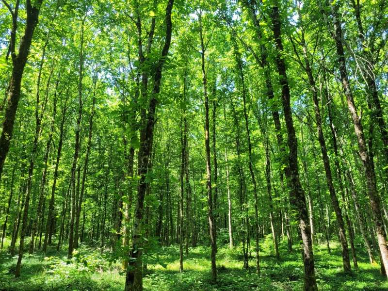 © France Valley - Forêt de Guichaumont