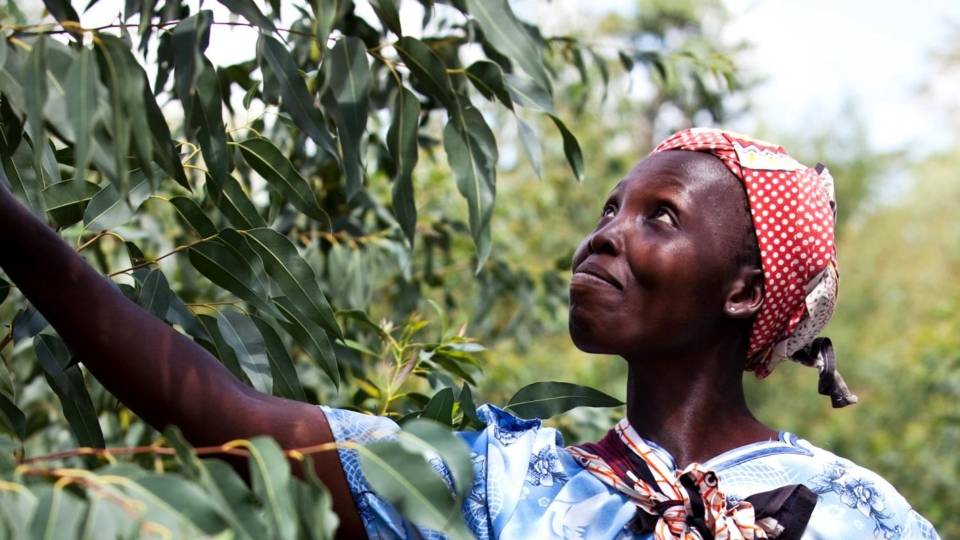 Komaza est une entreprise forestière kényane combinant microfinance et sylviculture durable. - © Komaza