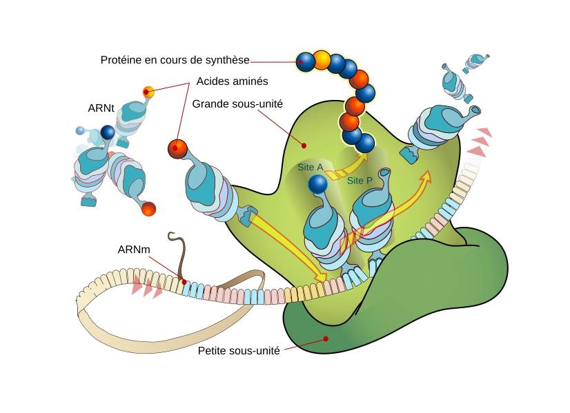 Urania Therapeutics cible le ribosome, l’« usine » à protéines de notre organisme, afin de restaurer la production de protéines fonctionnelles quand celle-ci est altérée.