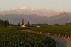 Bodega Luigi Bosca, Lujan de Cuyo (Mendoza, Argentine)