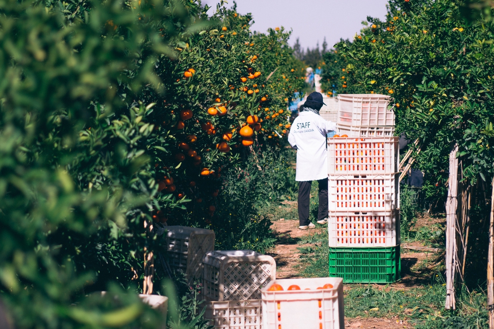 © Atlas Fruits Company