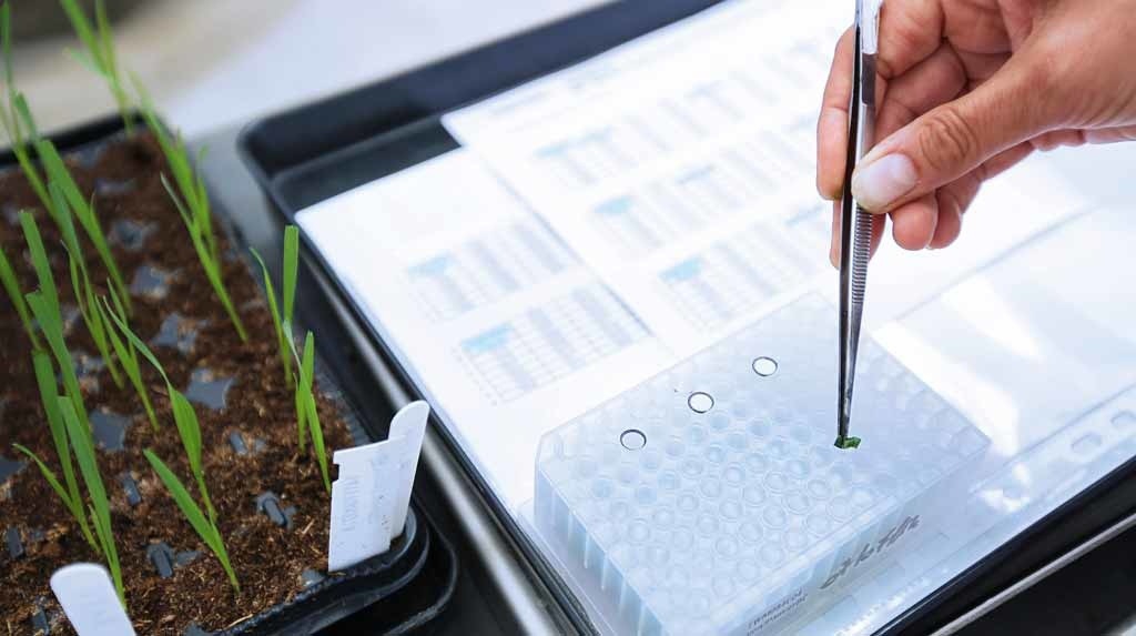 © Syngenta
