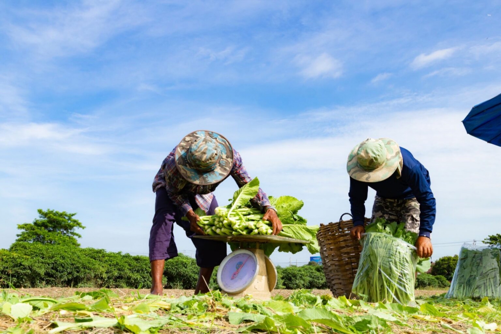 © Agricorp International