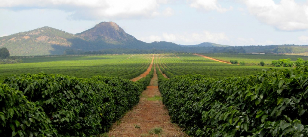 Plantation de café de Ngapani (Malawi) - © Global Tea & Commodities / Proparco