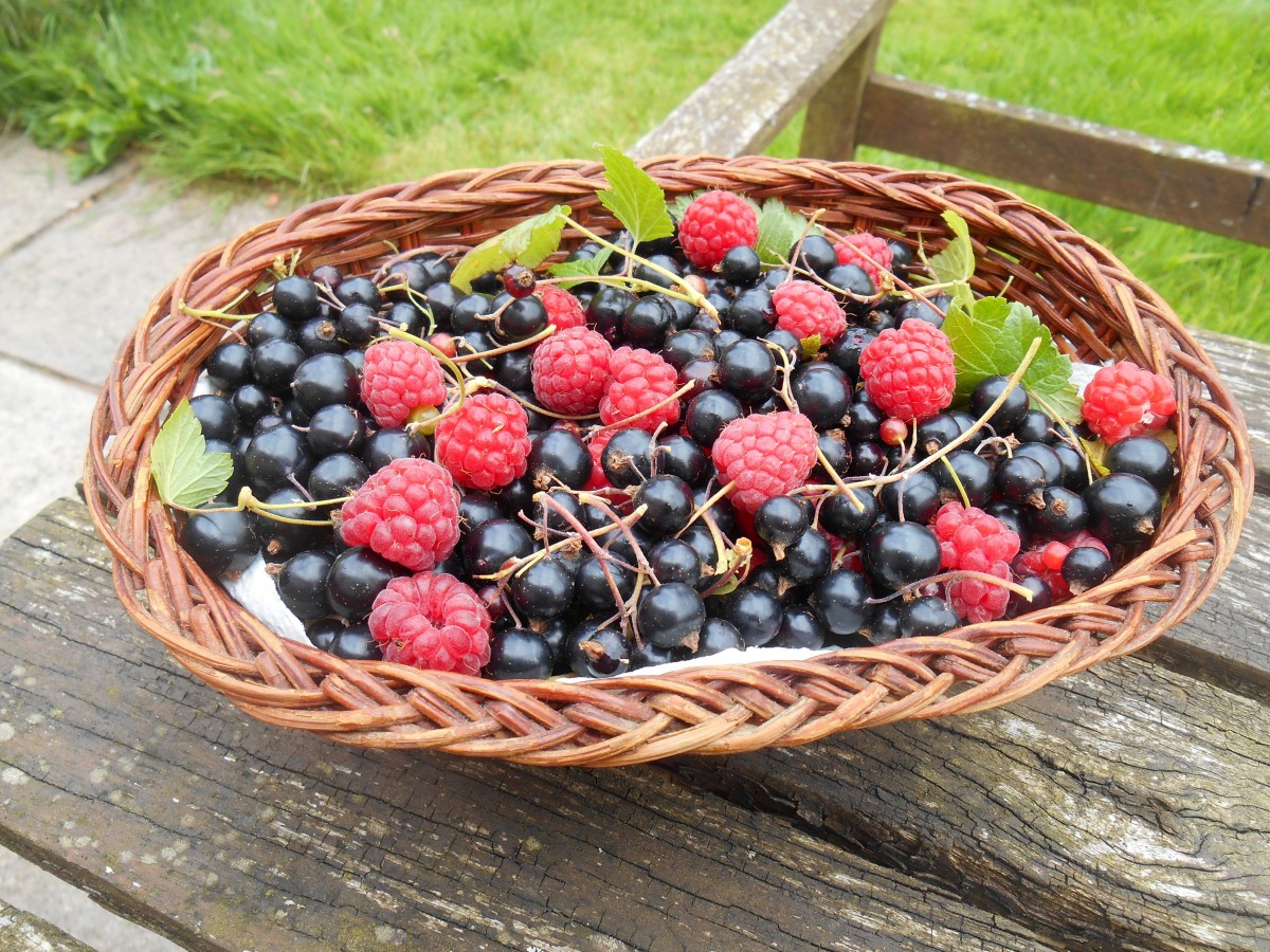 Palmagri, qui a exporté 800 tonnes de framboises et myrtilles en 2018, dispose actuellement de 97 hectares pour l'arboriculture de fruits rouges, très demandés sur les marchés américain et européen. - © Palmeraie Industries et Services
