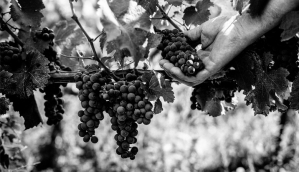 © Domaine des Clos Maurice