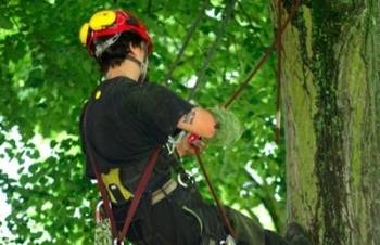 ©SAMU (Soins des Arbres en Milieu Urbain)