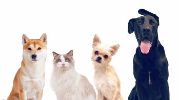 © SantéVet © SantéVet