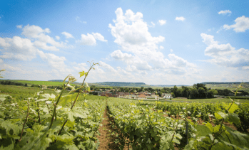 © Champagne Charles Mignon