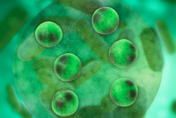 © Omegavie DHA algae - Polaris