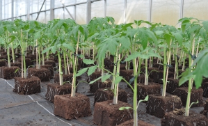 Plants de tomates Plants de tomates