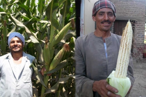 Helios Investment Partners prend une participation majoritaire dans le semencier égyptien Misr Hytech (juin 2019). - Misr Hytech Seed International